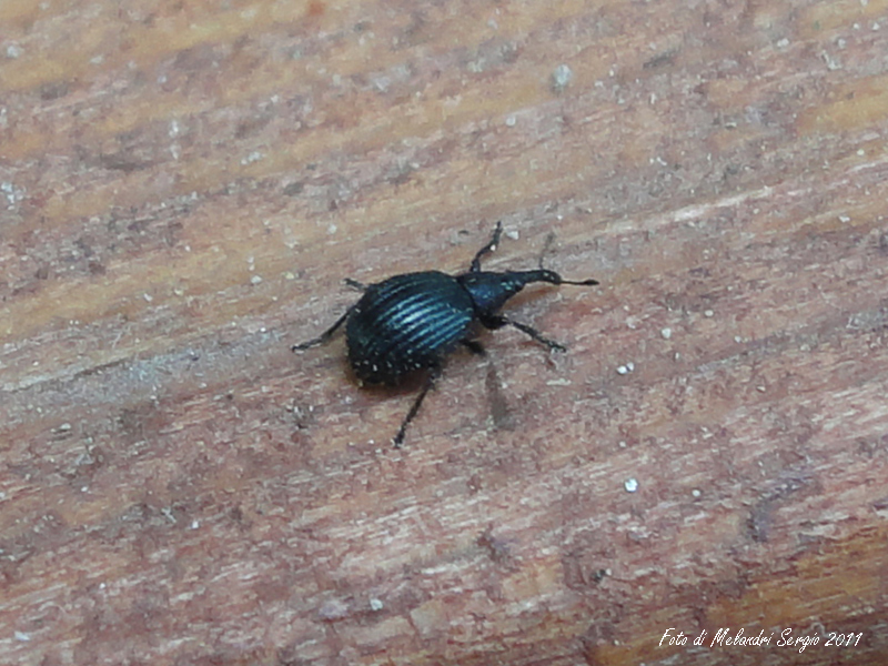 Curculione ? (Apionidae)